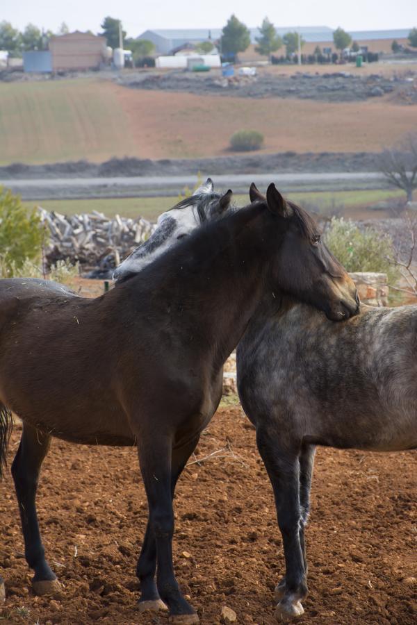 El Retiro De Cervantes Ossa de Montiel Zewnętrze zdjęcie